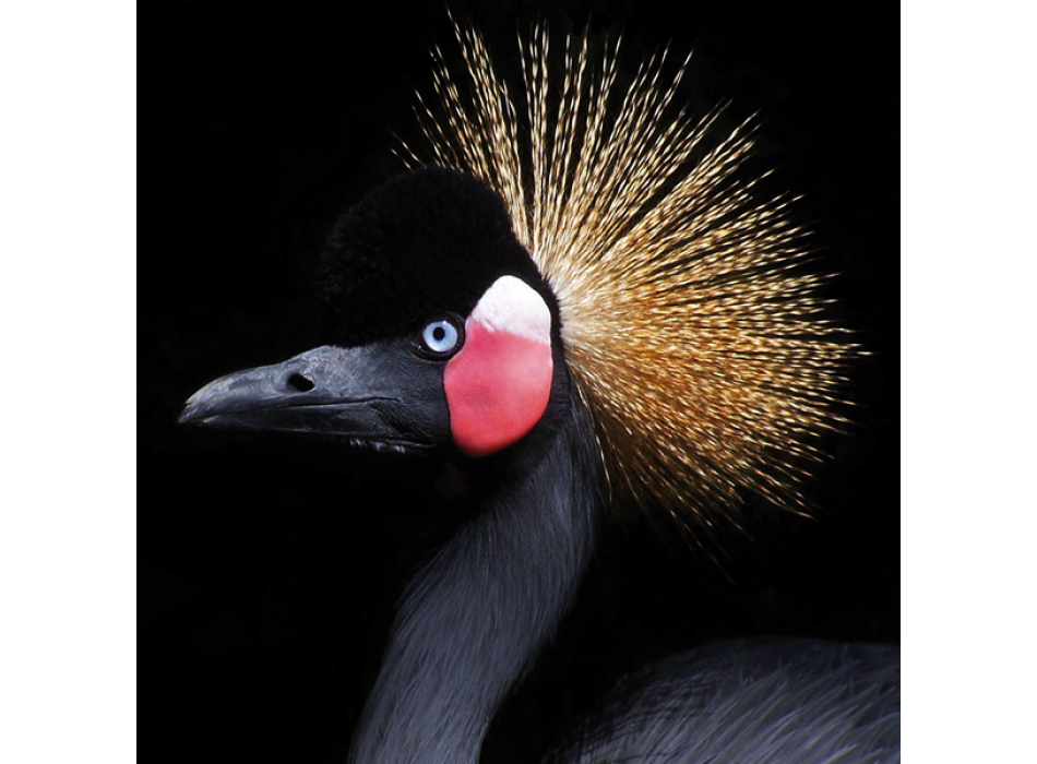 Obraz PTÁČÍHO HŘEBENKU G2066 PINTDECOR