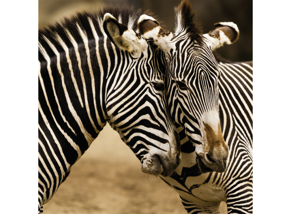 Obraz ZEBRE G1566 PINTDECOR