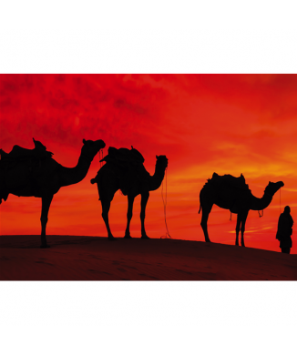 Quadro CAMMELLI NEL DESERTO G2030 PINTDECOR