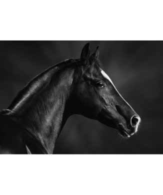 Quadro CAVALLO MUSO NERO G1998 PINTDECOR