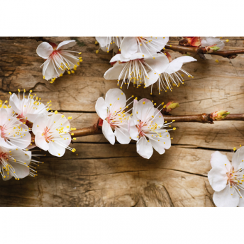 Quadro CILIEGIO IN FIORE G1970 PINTDECOR