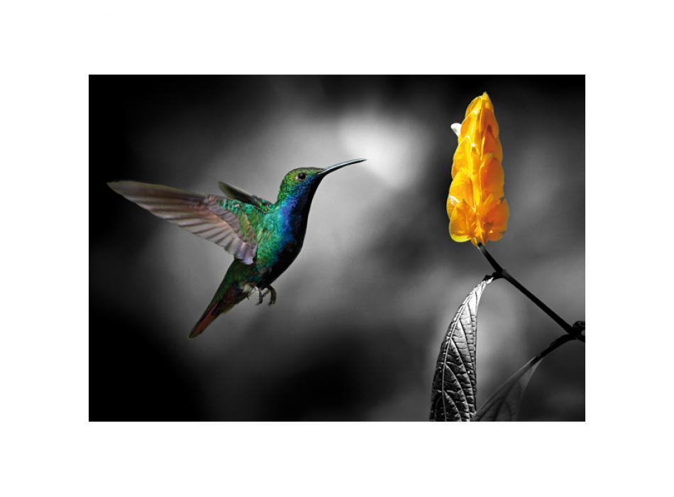 Quadro COLIBRI 2 G3344 PINTDECOR