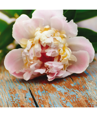 Quadro FIORE SUL TAVOLO G1072 PINTDECOR