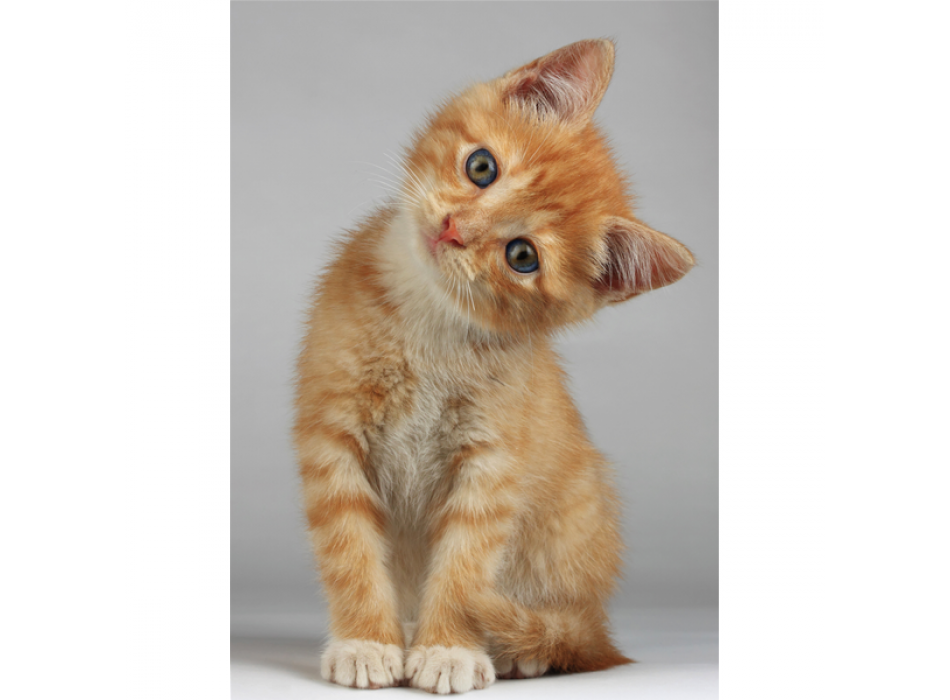 Quadro GATTINO DAL PELO ROSSO G2092 PINTDECOR