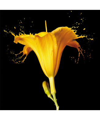 Quadro GIGLIO GIALLO G2570 PINTDECOR