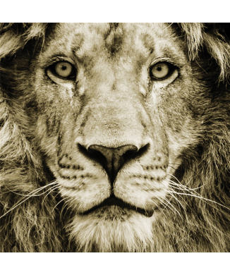 Quadro LION G3286 PINTDECOR