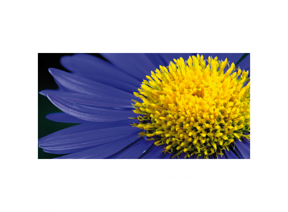 Quadro MARGHERITONA G1898 PINTDECOR