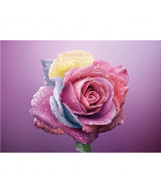 Quadro ROSA COLORATA G5268 PINTDECOR