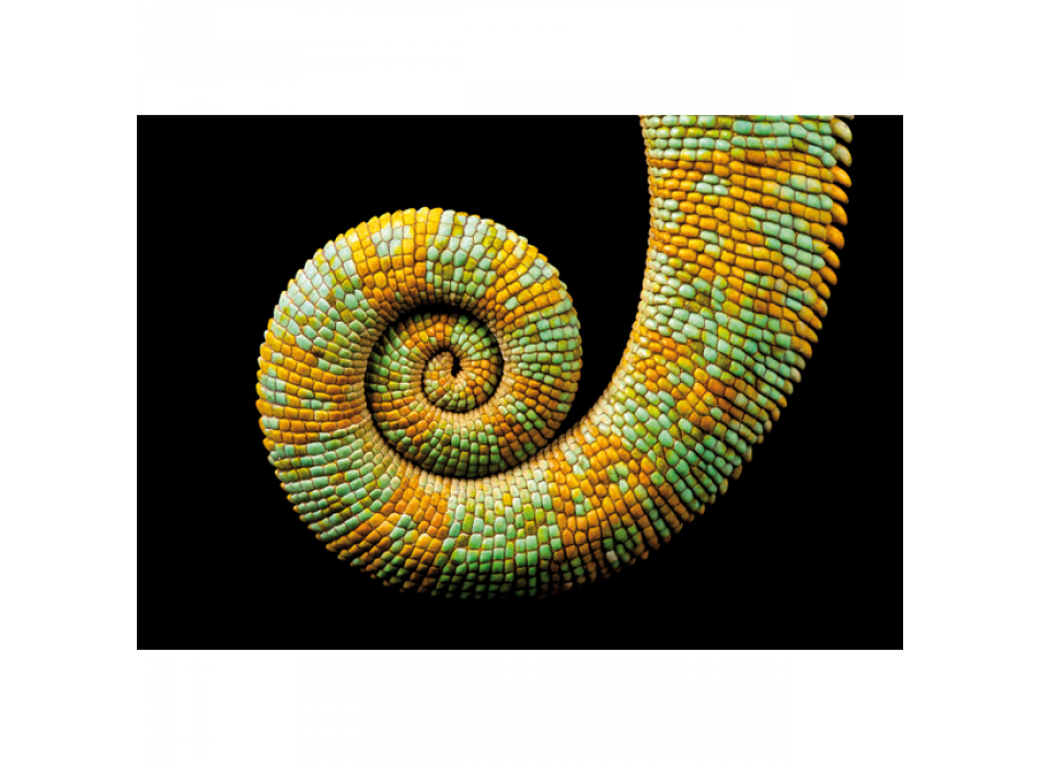 CHAMELEON G3246 PINTDECOR Maleri