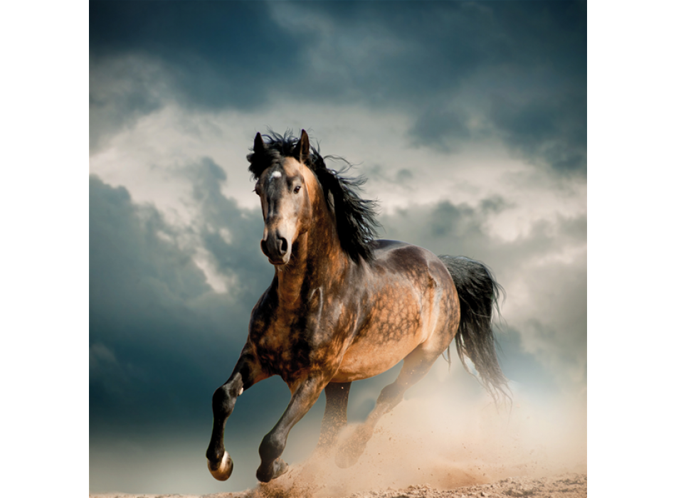 HEST Maleri G1562 PINTDECOR