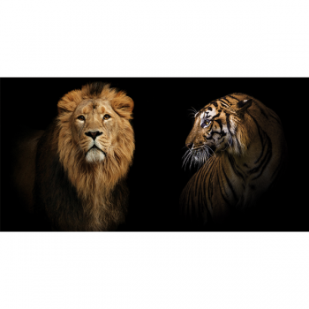 FELINI G3280 PINTDECOR Maleri