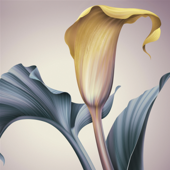 Maleri DEN HVIDE CALLA G1996 PINTDECOR