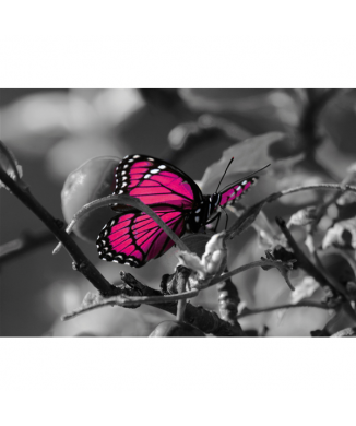 MARIPOSA G3340 PINTDECOR rammeværk
