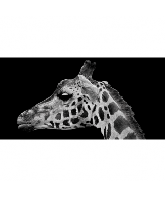 GIRAFFENS MUNEKNUDE G2012 PINTDECOR Maleri