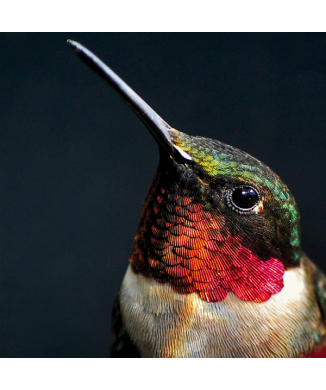 Maleri ROBIN G2070 PINTDECOR