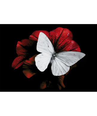 PIERIS BRASSICAE G3348 PINTDECOR maleri