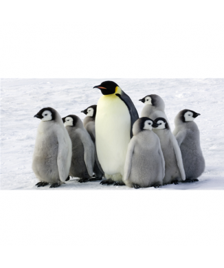 PINGVINER G2018 PINTDECOR maleri