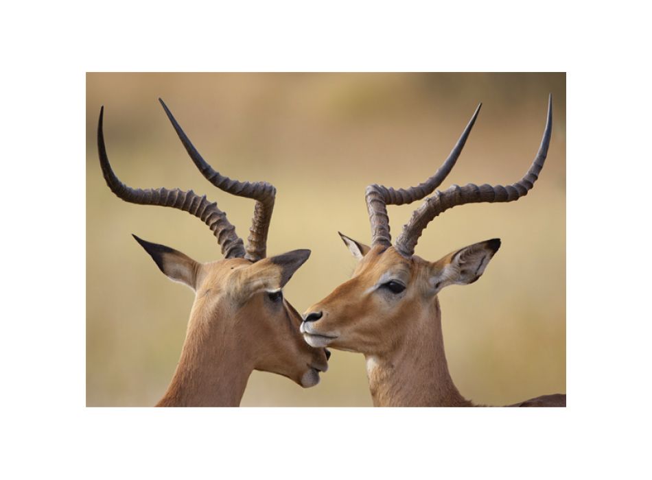 Maleri IBEX G2028 PINTDECOR