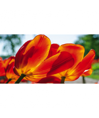 TULIPANER G1916 PINTDECOR maleri