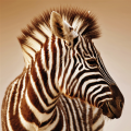 ZEBRA G2024 PINTDECOR Maleri