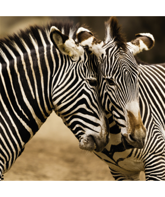 Maleri ZEBRE G1566 PINTDECOR