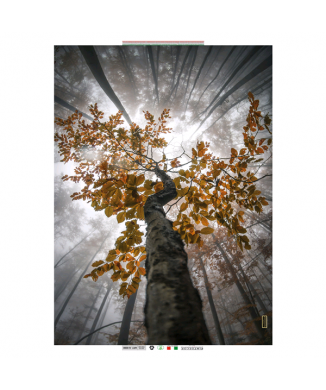 Ζωγραφική ΔΕΝΤΡΟΥ G5328 PINTDECOR