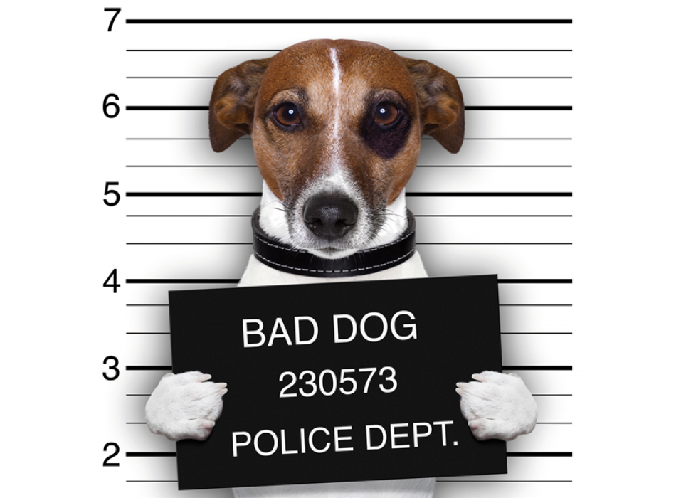 Σκελετός BAD DOG G2054 PINTDECOR