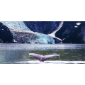 Πίνακας ζωγραφικής WHALE G1534 PINTDECOR