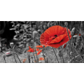 Ζωγραφική POPPY FIELD G2516 PINTDECOR