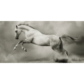 Ζωγραφική RUNAWAY HORSE G2008 PINTDECOR