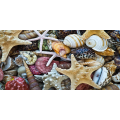 Ζωγραφική SHELLS G2034 PINTDECOR