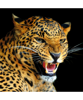 Σκελετός LEOPARD G1522 PINTDECOR