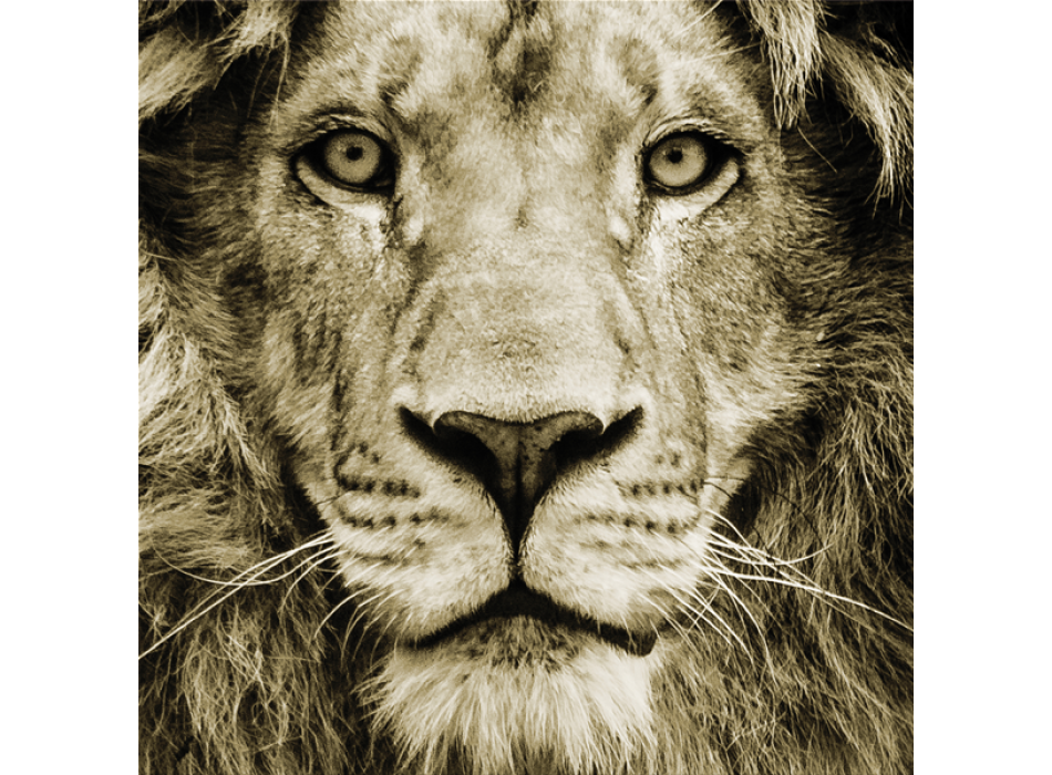 Ζωγραφική LION G3286 PINTDECOR