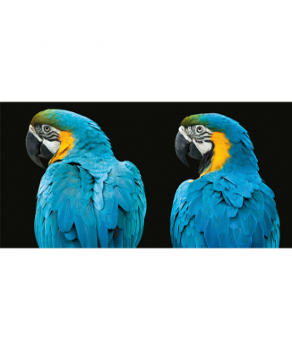 LOROS G3254 PINTDECOR Πίνακας
