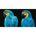 LOROS G3254 PINTDECOR Πίνακας