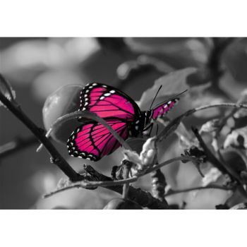 Σκελετός MARIPOSA G3340 PINTDECOR