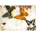 Πλαίσιο PAPILLONS G3352 PINTDECOR