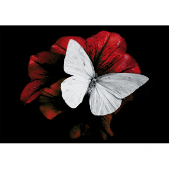 Πίνακας PIERIS BRASSICAE G3348 PINTDECOR