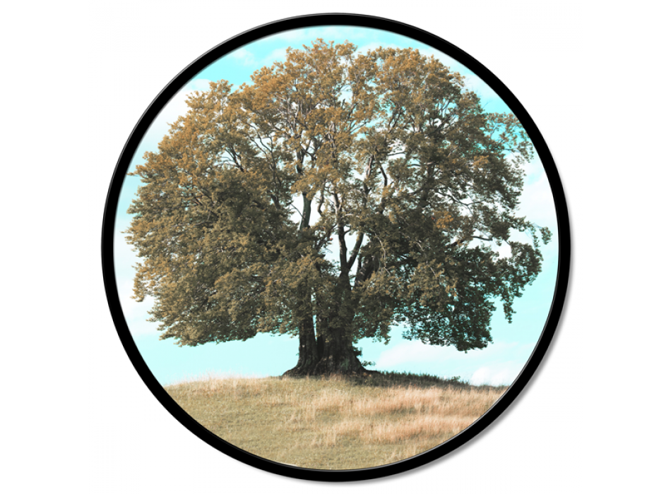 Βαφή OAK GT6218 PINTDECOR