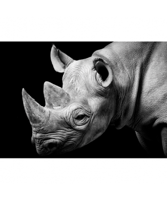 Σκελετός RHINO G2026 PINTDECOR
