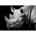 Σκελετός RHINO G2026 PINTDECOR
