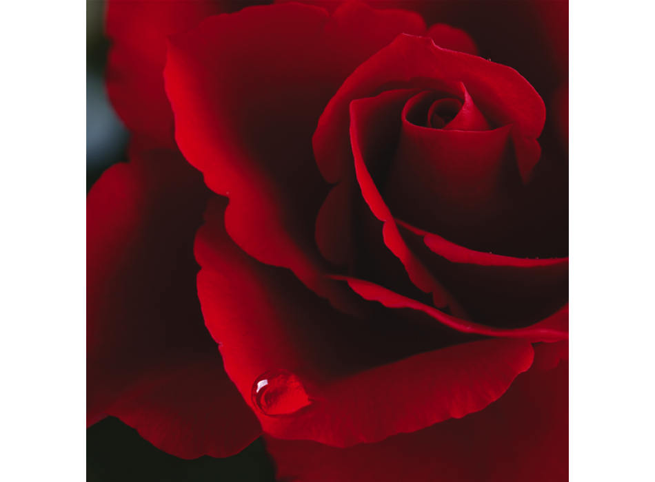 Πίνακας ζωγραφικής RED ROSE G1158 PINTDECOR