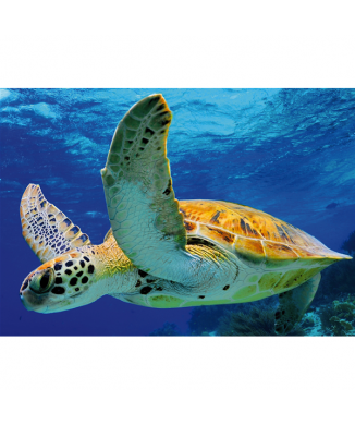 Σκελετός TURTLE G2050 PINTDECOR