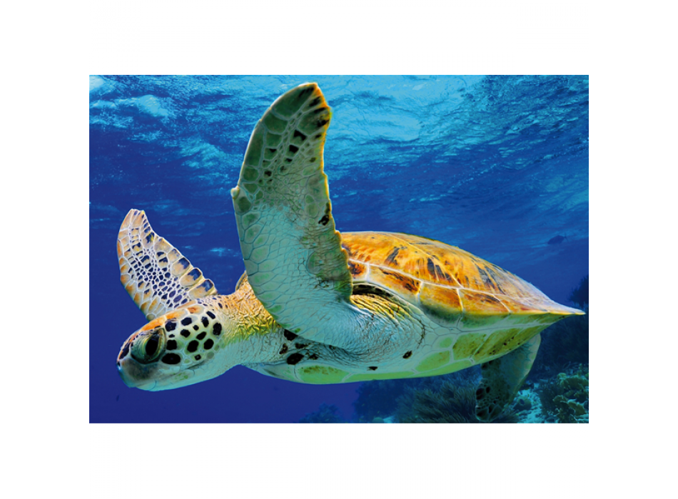 Σκελετός TURTLE G2050 PINTDECOR