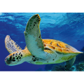 Σκελετός TURTLE G2050 PINTDECOR