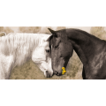 Πίνακας ζωγραφικής TENDERNESS G3306 PINTDECOR