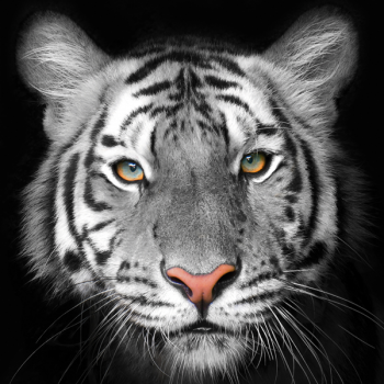 Πίνακας ζωγραφικής TIGER G2020 PINTDECOR