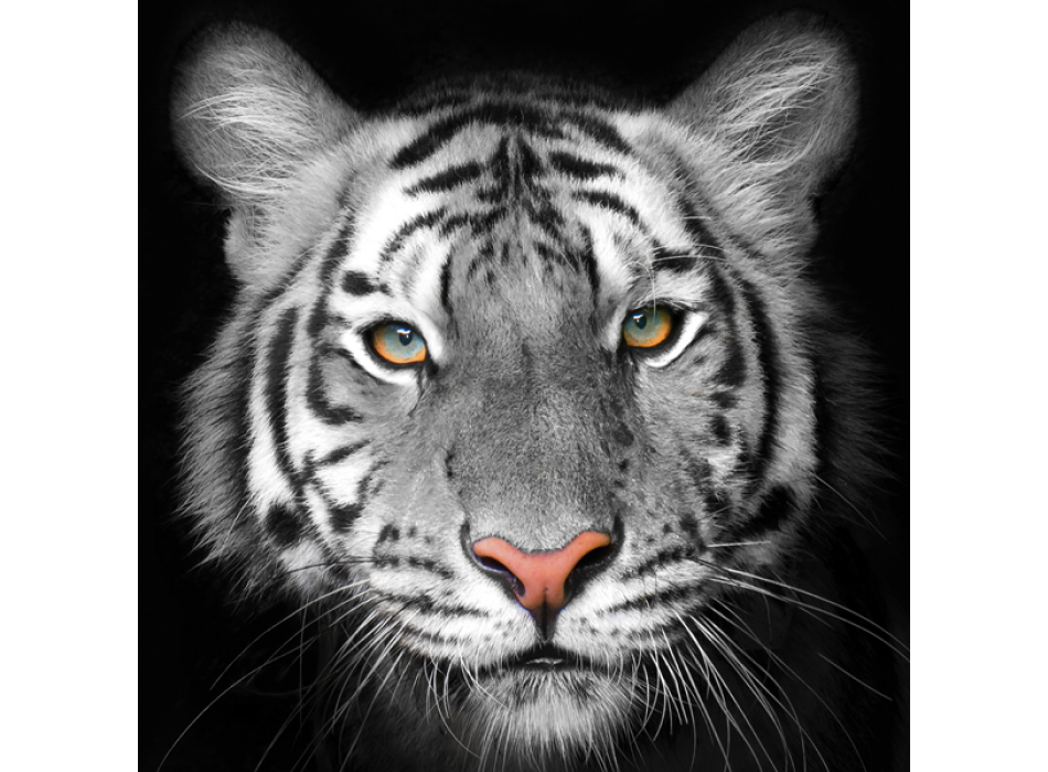 Πίνακας ζωγραφικής TIGER G2020 PINTDECOR