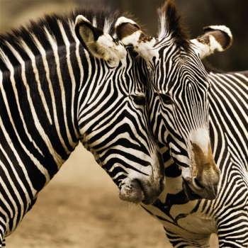 Ζωγραφική ZEBRE G1566 PINTDECOR