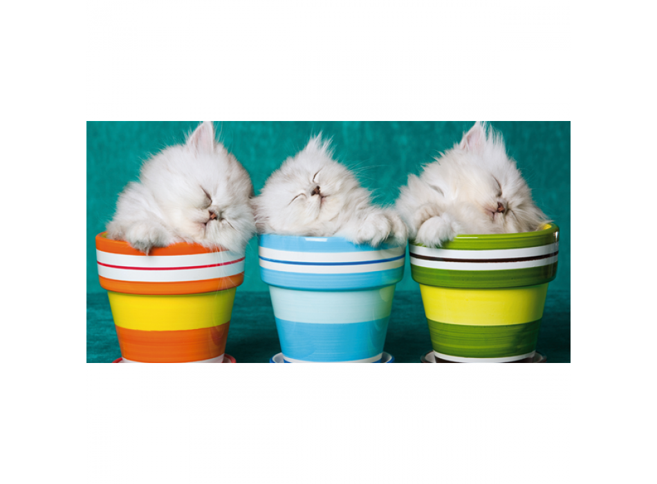 Schilderij 3 KITTENS G1590 PINTDECOR